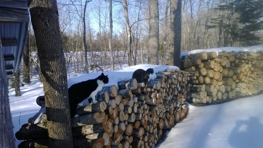 4 ft firewood bunks w cats Nutkin Knoll Farm Newburgh ME 04444