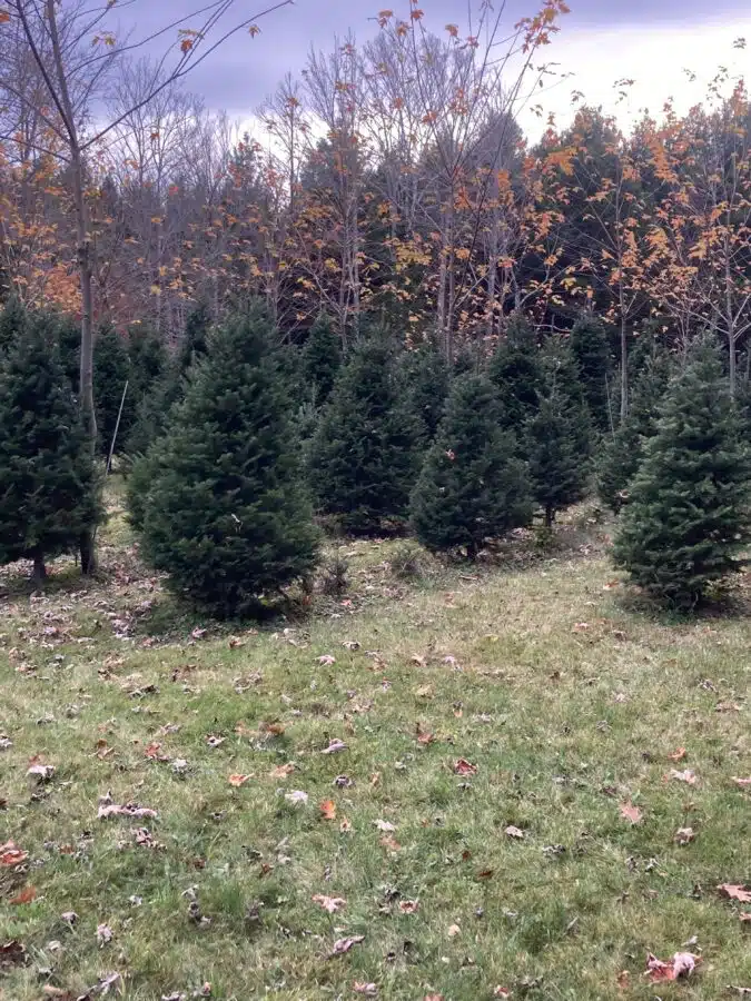 Maine Christmas Trees Nutkin Knoll Farm