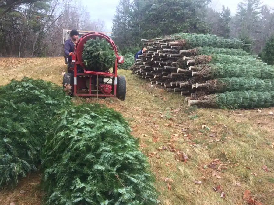 Wholesale Christmas Trees Nutkin Knoll Farm
