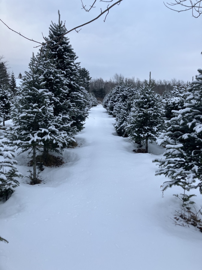 CFE3AB75 2170 46F7 A32D 0591A2AE65B1