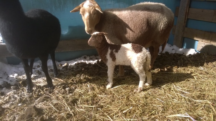lamb with ewe at Nutkin Knoll Farm