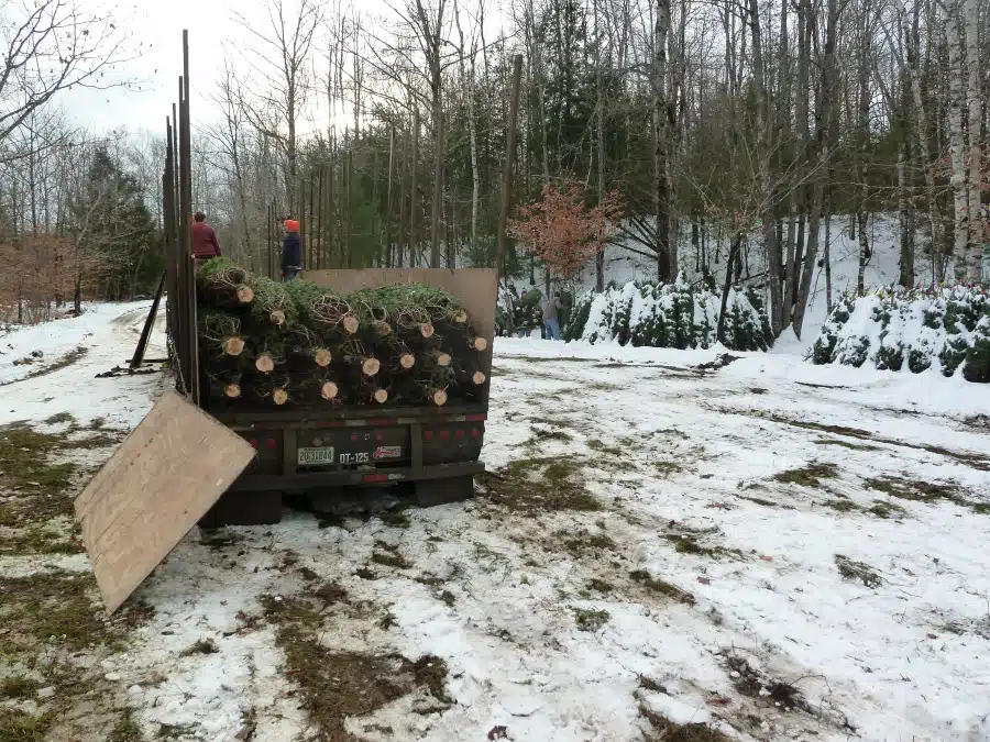 Wholesale Christmas Trees Nutkin Knoll Farm